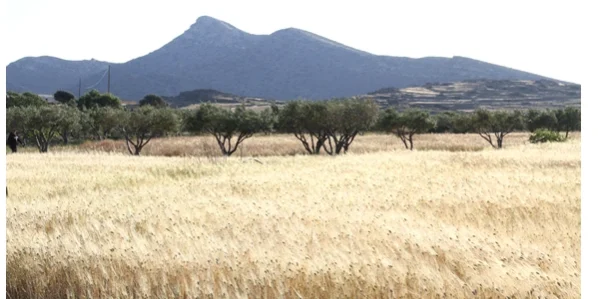 Τα αθώα αγροτεμάχια Τα αθώα αγροτεμάχια