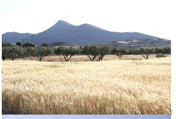 Τα αθώα αγροτεμάχια Τα αθώα αγροτεμάχια
